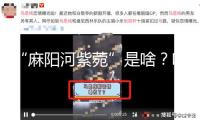 “麻陽河紫菀”是啥？咋發(fā)現(xiàn)的？