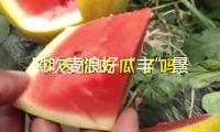 風(fēng)吹麥浪好“豐”景