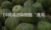 EB病毒感染細(xì)胞“通用鑰匙”發(fā)現(xiàn)